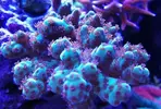 [TodoMarino.com] Ventino's reef