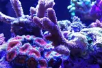 [TodoMarino.com] Ventino's reef