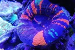 [TodoMarino.com] Ventino's reef