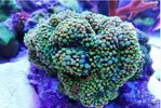 [TodoMarino.com] Ventino's reef