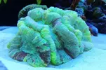 [TodoMarino.com] Ventino's reef