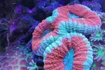 [TodoMarino.com] Ventino's reef