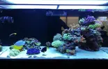 [TodoMarino.com] Ventino's reef