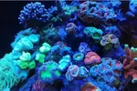 [TodoMarino.com] Ventino's reef