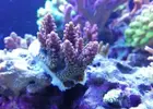[TodoMarino.com] Ventino's reef