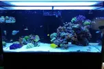 [TodoMarino.com] Ventino's reef