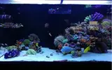 [TodoMarino.com] Ventino's reef