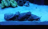 [TodoMarino.com] Ventino's reef