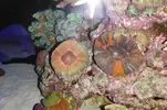 [TodoMarino.com] Ventino's reef