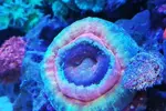 [TodoMarino.com] Ventino's reef