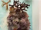 [TodoMarino.com] Ventino's reef