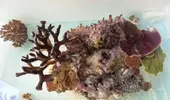 [TodoMarino.com] Ventino's reef