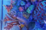 [TodoMarino.com] Ventino's reef