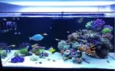 [TodoMarino.com] Ventino's reef