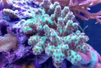 [TodoMarino.com] Ventino's reef