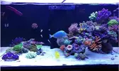 [TodoMarino.com] Ventino's reef