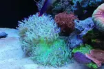 [TodoMarino.com] Ventino's reef
