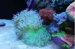 [TodoMarino.com] Ventino's reef