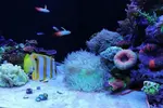 [TodoMarino.com] Ventino's reef
