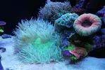 [TodoMarino.com] Ventino's reef