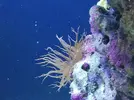 [TodoMarino.com] Ventino's reef
