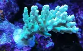 [TodoMarino.com] Ventino's reef