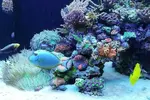 [TodoMarino.com] Ventino's reef