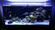 [TodoMarino.com] Ventino's reef