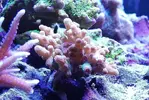 [TodoMarino.com] Ventino's reef