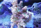 [TodoMarino.com] Ventino's reef