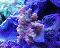 [TodoMarino.com] Ventino's reef