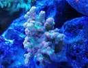 [TodoMarino.com] Ventino's reef