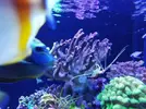 [TodoMarino.com] Ventino's reef