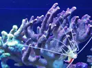 [TodoMarino.com] Ventino's reef