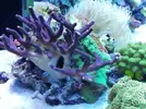 [TodoMarino.com] Ventino's reef