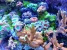 [TodoMarino.com] Ventino's reef