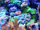 [TodoMarino.com] Ventino's reef