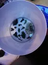 [TodoMarino.com] Ventino's reef