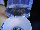 [TodoMarino.com] Ventino's reef