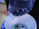 [TodoMarino.com] Ventino's reef