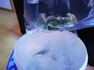 [TodoMarino.com] Ventino's reef