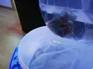 [TodoMarino.com] Ventino's reef