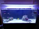 [TodoMarino.com] Ventino's reef