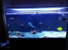 [TodoMarino.com] Ventino's reef