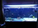 [TodoMarino.com] Ventino's reef