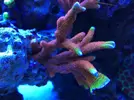 [TodoMarino.com] Ventino's reef