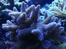 [TodoMarino.com] Ventino's reef