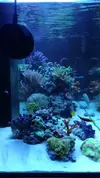 [TodoMarino.com] Ventino's reef