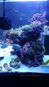 [TodoMarino.com] Ventino's reef