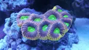 [TodoMarino.com] Ventino's reef